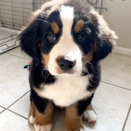 Bernese Mountain Dogs from Estes Kennels