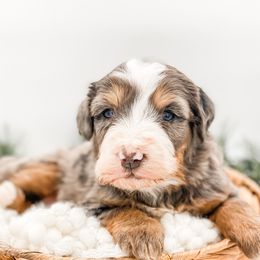 Gravy - Blue merle female Bernedoodle puppy in Hudson, Indiana from TurkeyCreek-K9