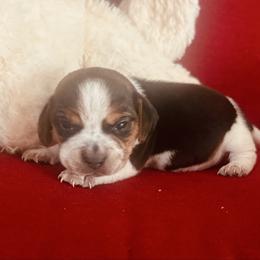 Pocket Beagle Hannah - Black tan and white female Beagle puppy in Gentry, Arkansas from HC Puppy Ranch