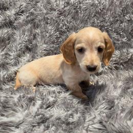 AKC Black Collar - Piebald male Dachshund puppy in Mesa, Arizona from Diamondback Doxie