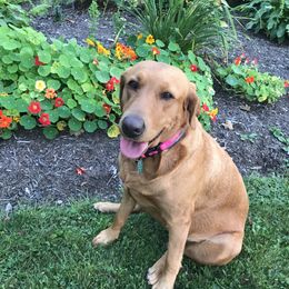 Abby - Labrador Retriever
