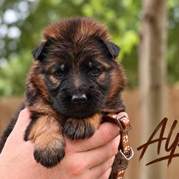 Alpha - Sable male German Shepherd puppy in Canton, Texas from WILDWOOD GERMAN SHEPHERDS