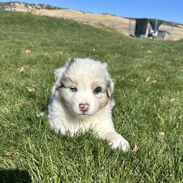 Cottonwood - Blue merle male Australian Shepherd puppy in Weston, Idaho from Cedarville Aussies