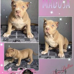 Madusa - Lilac tri-color American Bully puppy in El Paso, Texas from PaPaws Gotta Love It Kennels