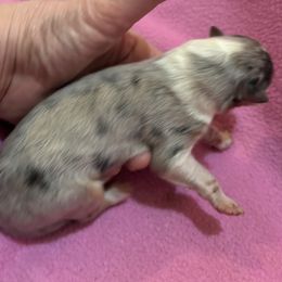 Girl 1 - Blue merle and white Collie puppy in Bad Axe, Michigan from Collie Campo