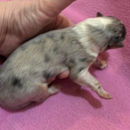 Girl 1 - Blue merle and white Collie puppy in Bad Axe, Michigan from Collie Campo