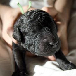 Green Collar - Boy - Blue male Poodle puppy in Tullahoma, Tennessee from Peaceful Valley Poodles