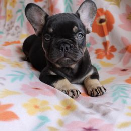 Coco - Black and tan female French Bulldog puppy in Saucier, Mississippi from Mississippi Sound Frenchies
