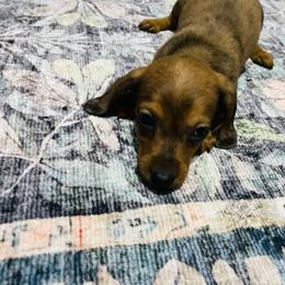 Blue - Dapple male Dachshund puppy in Magnolia, Texas from Carrie’s Countryside Dachshunds