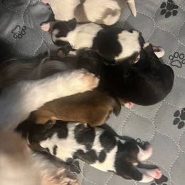 Shih Tzu Puppies from The Lion dog Shih Tzu