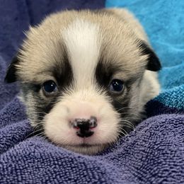 Oliver - Sable male Pembroke Welsh Corgi puppy in Urbana, Ohio from Edgewood Farm and Kennel