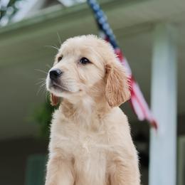 5th Pick Girl (Ms. Lady) - Dark golden female Golden Retriever puppy in Albany, Kentucky from Castleton Brooks Goldens