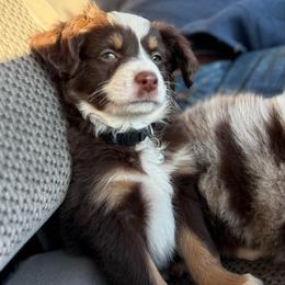 Denali - male Australian Mountain Doodle puppy in Inola, Oklahoma from Blue Stem Companions