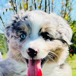 Miniature Australian Shepherds from Kristy’s Kennels