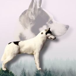 Lycan - Siberian Husky