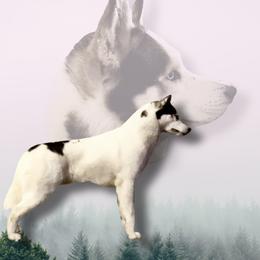 Lycan - Siberian Husky