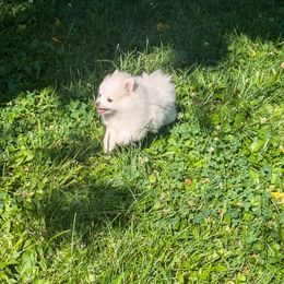Pomeranian Puppies from Textilepoms