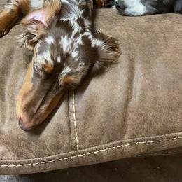 Amelia - Dachshund