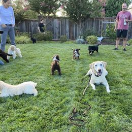 Bernedoodle Puppies from Central Valley K9