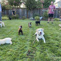 Bernedoodle Puppies from Central Valley K9