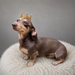 Count or Smoochie - Dachshund