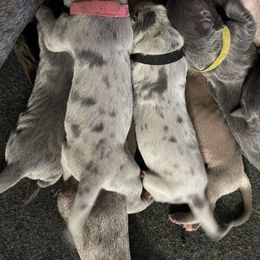 Great Dane Puppies from Great Danes (Merle, Blue, Fawn)