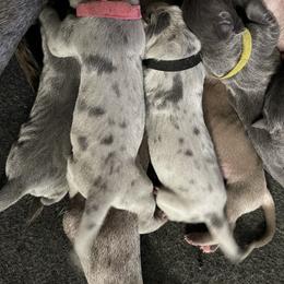 Great Dane Puppies from Great Danes (Merle, Blue, Fawn)