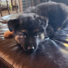 German Shepherd Puppies from Stormy Knight German Shepherds