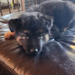 German Shepherd Puppies from Stormy Knight German Shepherds