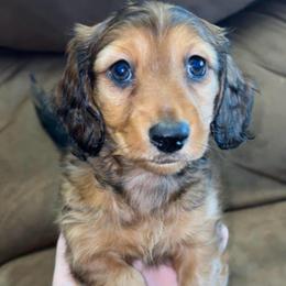 Alena (RUSSIAN LINES) - Red female Dachshund puppy in Goldthwaite, Texas from Mini Mama Dachshunds