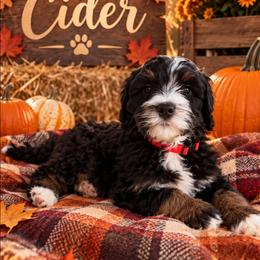 Cider - Tri-color female Bernedoodle puppy in Lakeside, California from True Joy Bernedoodles and French bulldogs