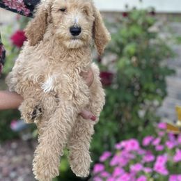Teddy - Parti male Poodle puppy in Calimesa, California from Coriander Farm Pups