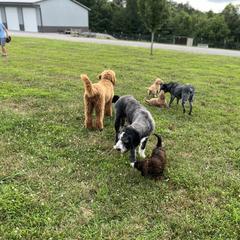 Saint Berdoodle Puppies from Highland Ridge Doodles
