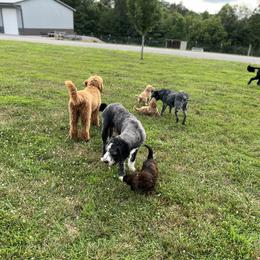 Saint Berdoodle Puppies from Highland Ridge Doodles