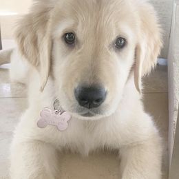 Golden Retrievers from E&M Goldens