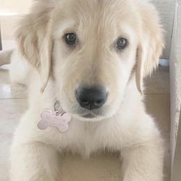 Golden Retrievers from E&M Goldens