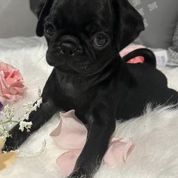 Pugs from Jamie's Rainbow Pugs