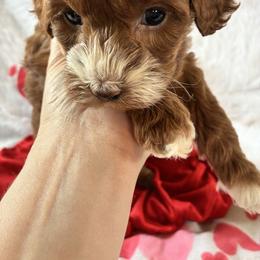 Starlight - Red and white female Cockapoo puppy in Adrian, Oregon from ApplebyFarm