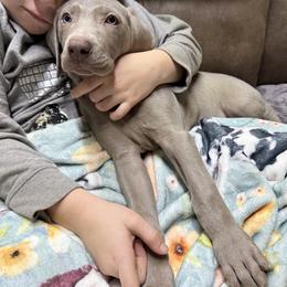 Silver girl 3 - Silver gray female Weimaraner puppy in Lancaster, Kentucky from Heavy Hollow Farm