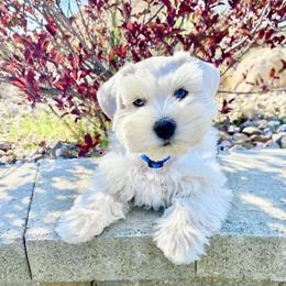 Miniature Schnauzer Puppies from Schnauzers on Robinson Lane