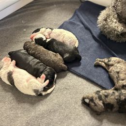 Bernedoodle and Cockapoo Puppies from Doodles of Joy