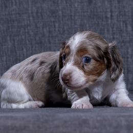 Moose - Dapple male Dachshund puppy in Copperas Cove, Texas from Creme de la Creme Dachshunds