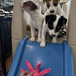 Jack Russell Terrier Puppies from Shavano Creek Jack Russell Terriers, LLC