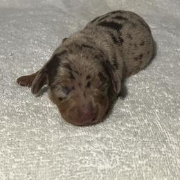 Buggs - Chocolate and tan male Dachshund puppy in Mocksville, North Carolina from The Dachs of Hazzard Dachshunds
