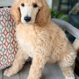 Leif - Cream male Poodle puppy in Detroit Lakes, Minnesota from Pickerel Pups