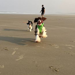 English Springer Spaniel Puppies from Ivy Hill English Springer Spaniels