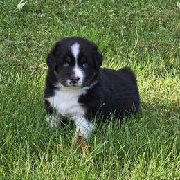 SHADOW - Black tri-color male Australian Shepherd puppy in Spencerville, Ohio from Awesome Wigglin Aussies