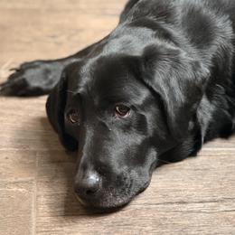 Lizzy - Labrador Retriever