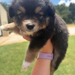 Onyx - Black tri female Miniature Australian Shepherd puppy in Weatherford, Texas from F & T Aussies