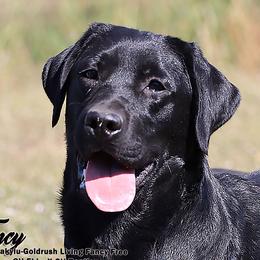 Fancy - Labrador Retriever
